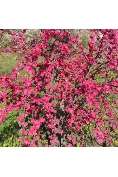 Мініатюрне дерево з рожевими квітами — персик ’Намисто’